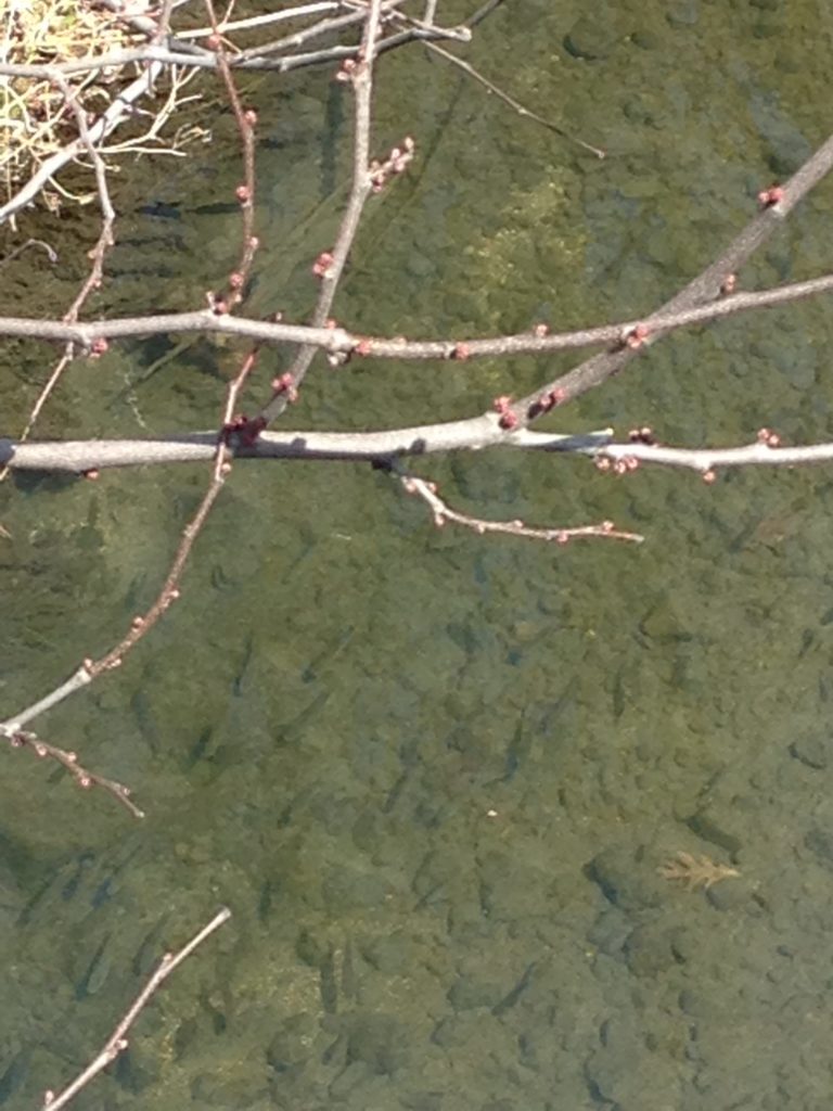 fish in College Creek