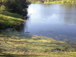 Algae in pond