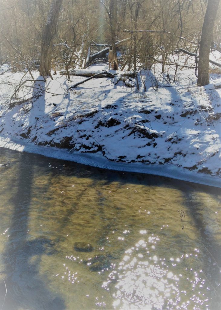 Deer by Clear Creek