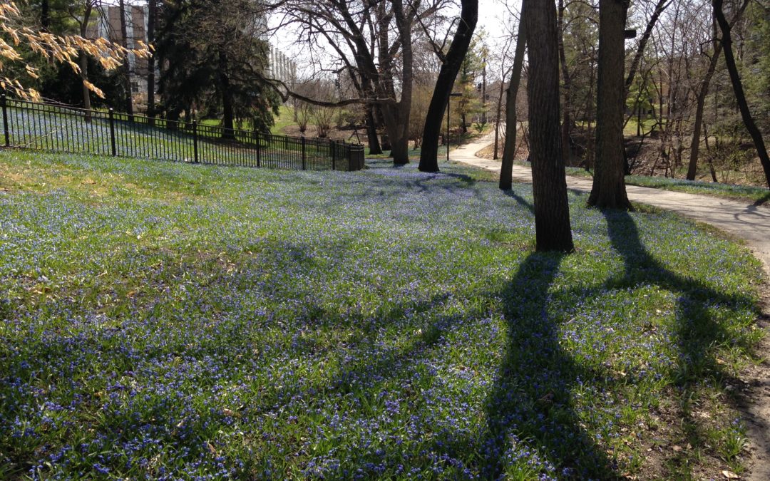 Spring flowers by College Creek