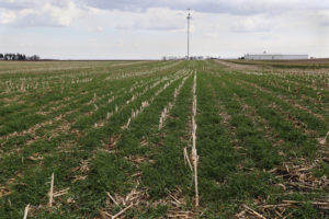 Stock photo of cover crops