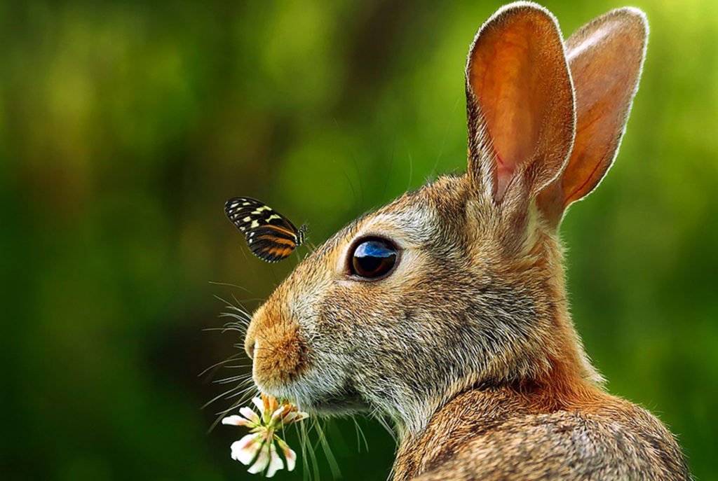 Habitat and Wildlife - Prairie Rivers of Iowa