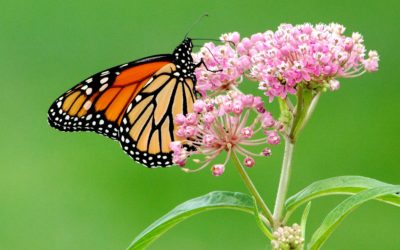 Missing Monarchs, What it Means, Why it Matters, and How to Help.