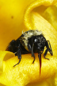 Common Eastern Queen Bumble Bee