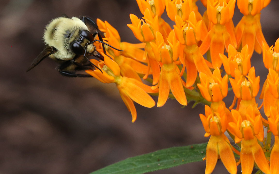 Note from the Watersheds and Wildlife Program Coordinator