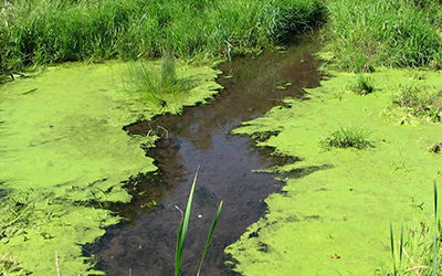 Algae: The Double-Edged Sword