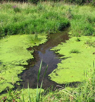 Algae: The Double-Edged Sword