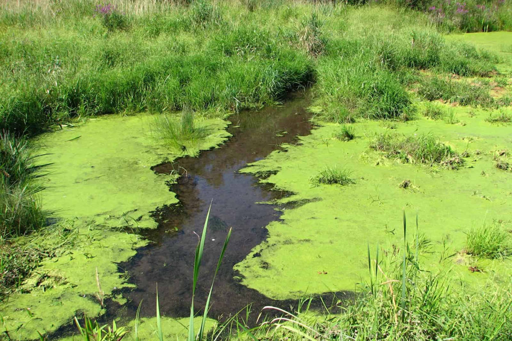 Algae Bloom