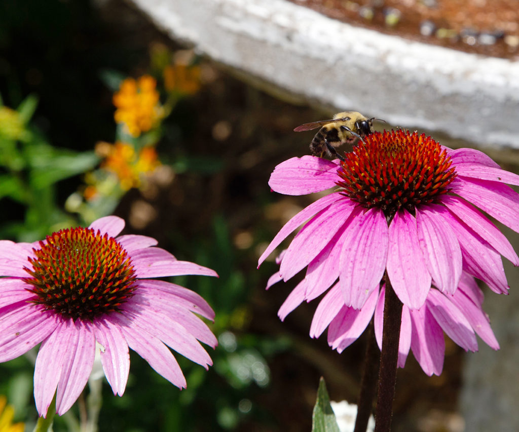 Bumble Bee on Purple Coneflower