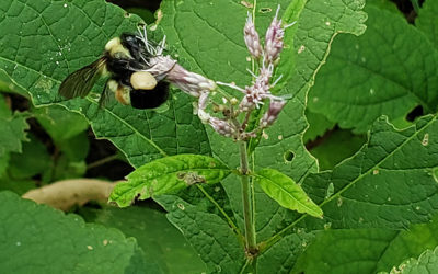 Endangered Rusty Patched Bumble Bee Species Found in Story County