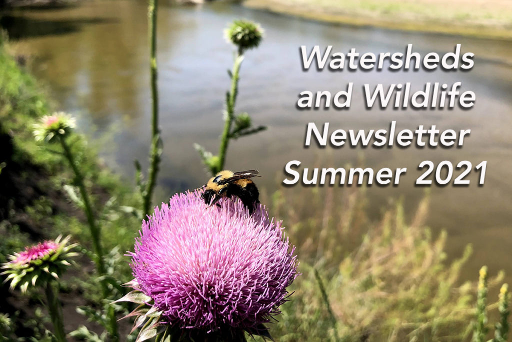 Watersheds & Wildlife Summer 2021 Newsletter