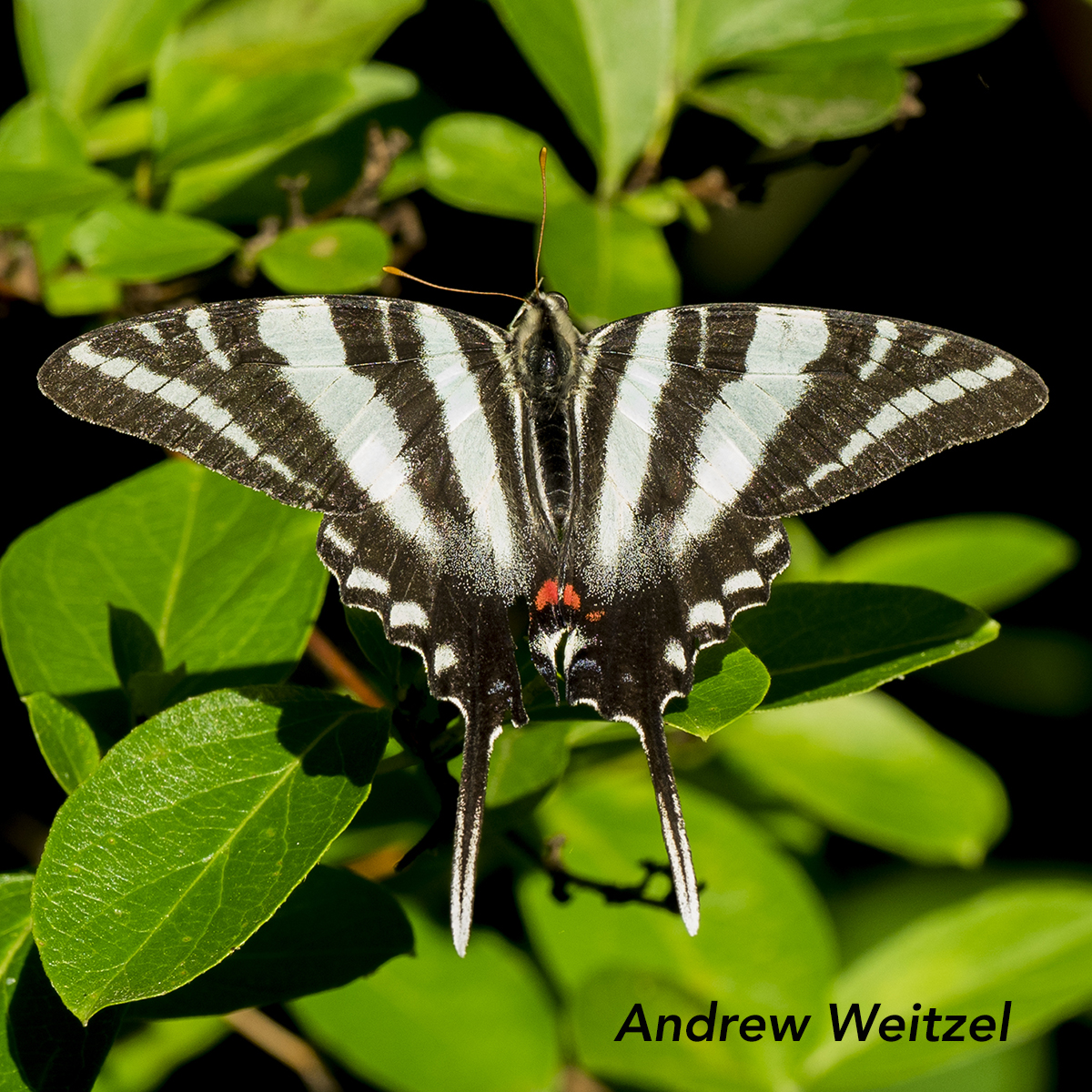 Zebra Swallowtail on Paw Paw