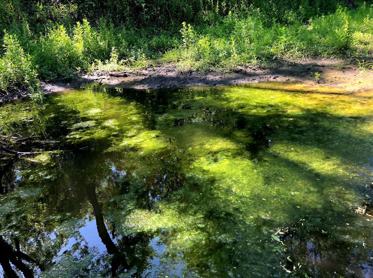 Ioway Creek algae