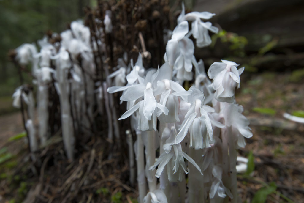 Ghost Pipes