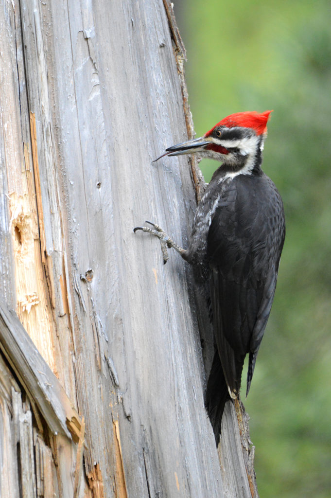 Pileated Woodpecker