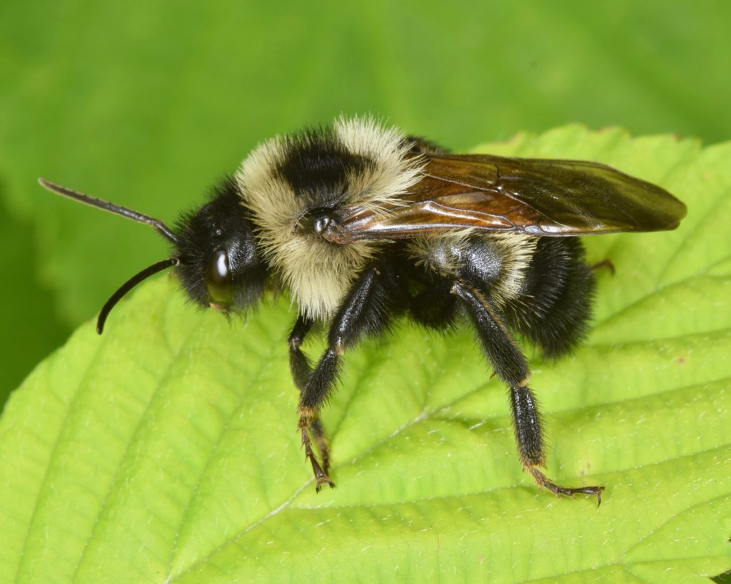 Lemon Cuckoo Bumble Bee