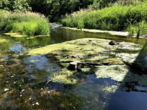 Green Stuff in the Water - Prairie Rivers of Iowa