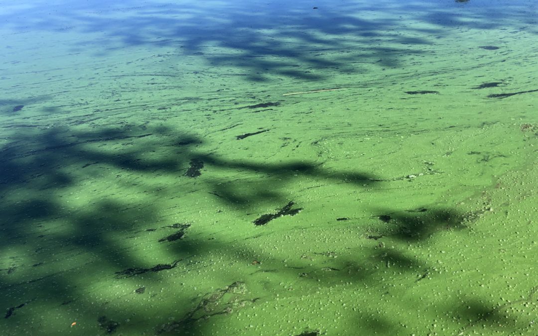 Green Stuff in the Water