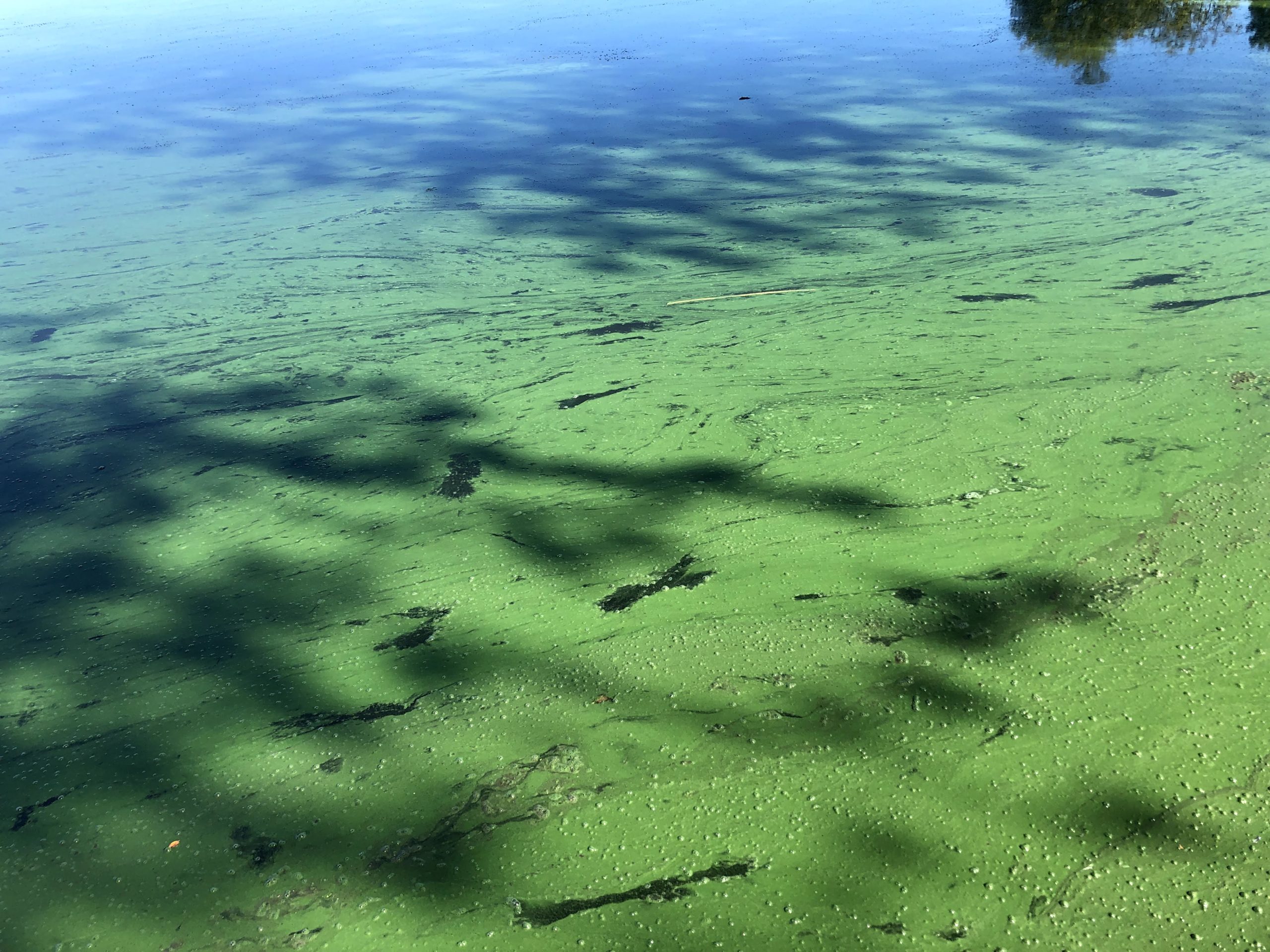 Green Stuff in the Water - Prairie Rivers of Iowa
