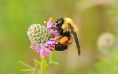 The State of Pollinators in Iowa