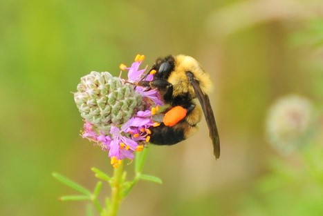 The State of Pollinators in Iowa