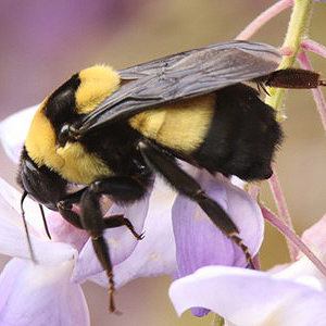 Plains Bumble Bee