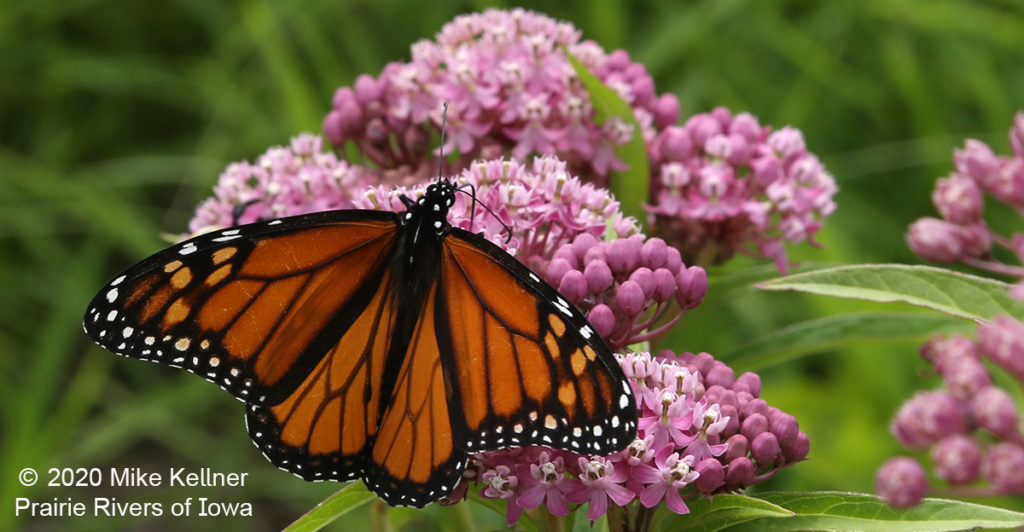 Monarch on Native Swamp Milkweed