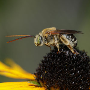 Longed Horned Bee
