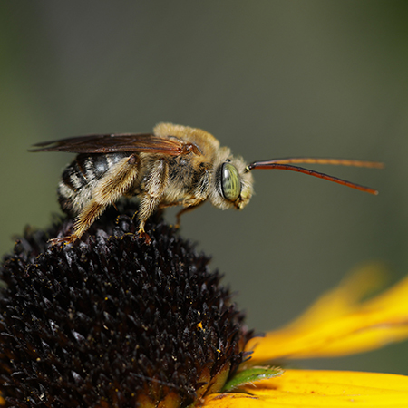 The Incredible Diversity of Iowa Bees