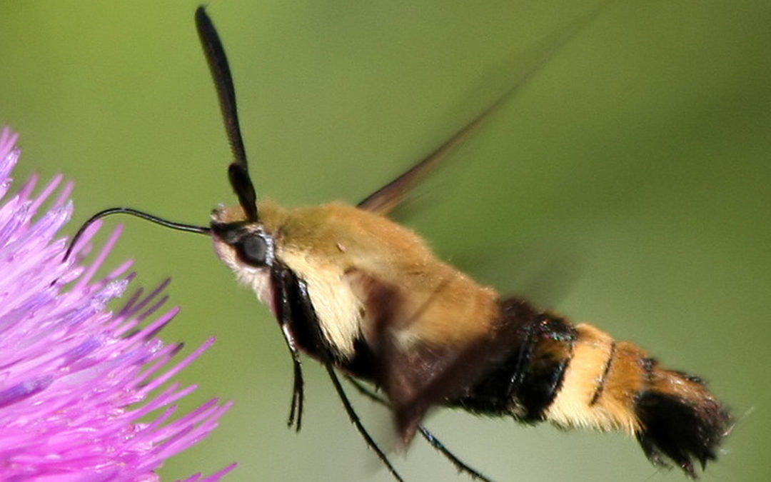 The Incredible Diversity of Iowa Moths and Butterflies