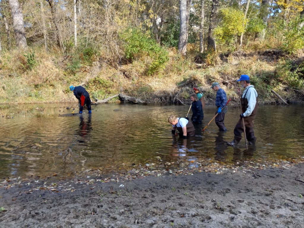 Volunteers collecting mussels in Ioway Creek