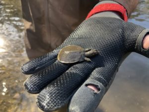 Baby softshell turtle
