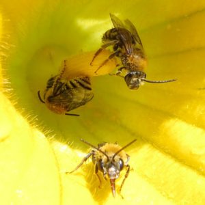 Squash Bees