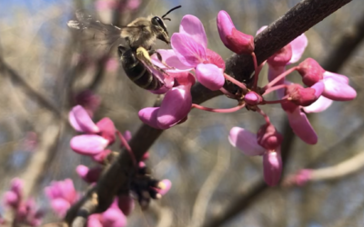 Trees for the Bees: How to Support Wildlife this Arbor Day!