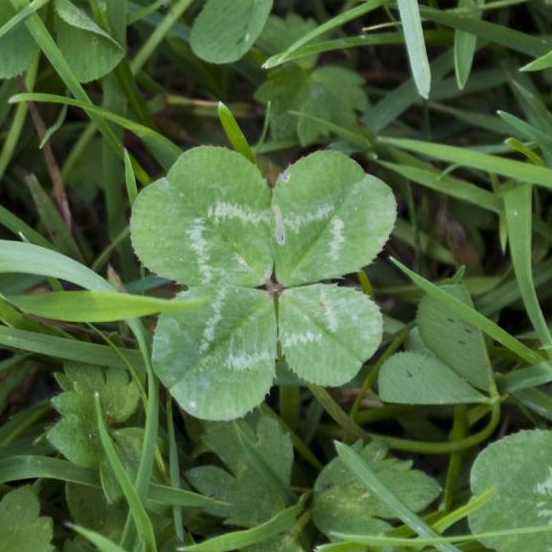 A lucky four-leaf clover.