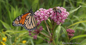 Monarch and Bumble Bee in Pollinator Garden