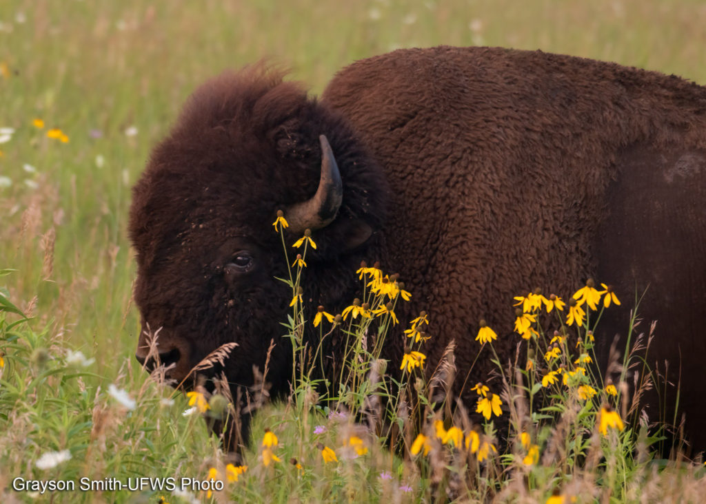 Bison on Tallgrass Prairie at the Neal Smith Wildlife Refuge. Grayson Smith/UFWS Photo