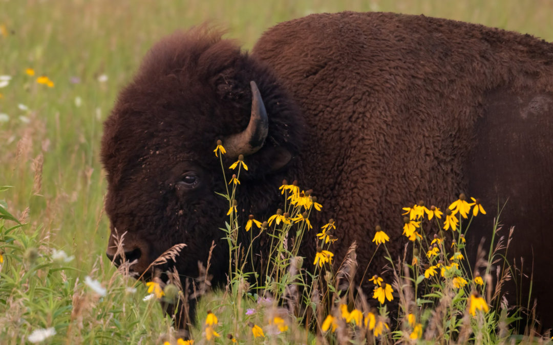 Iowa Lands Prominent North American Prairie Conference