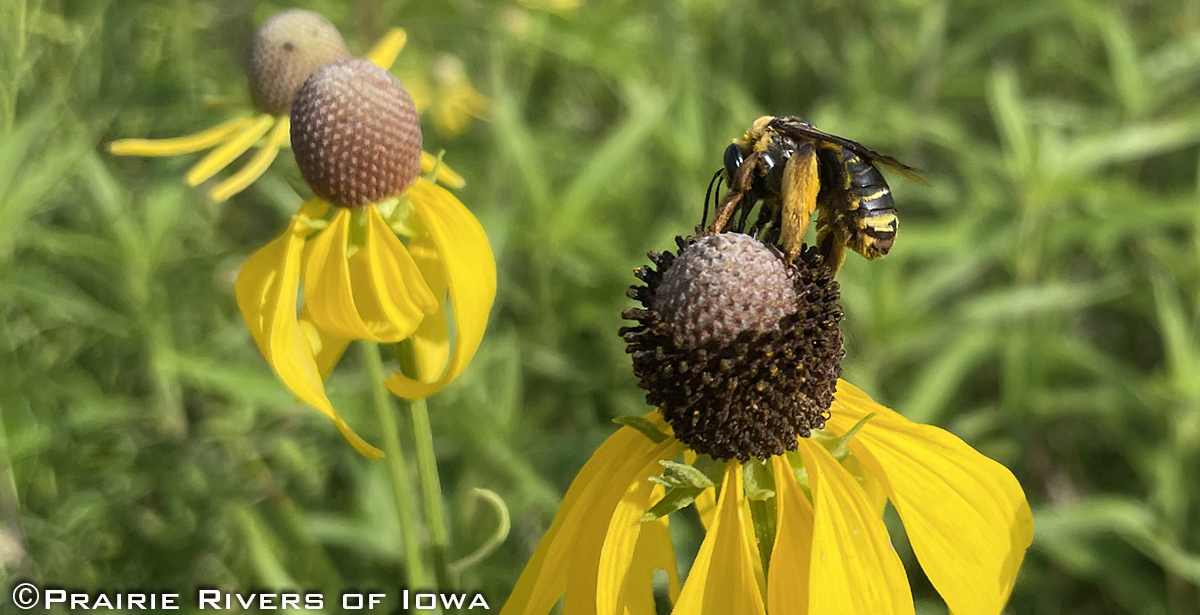Female longhorn bee on gray-headed coneflower at Alluvial Brewing Company in Ames IA.
