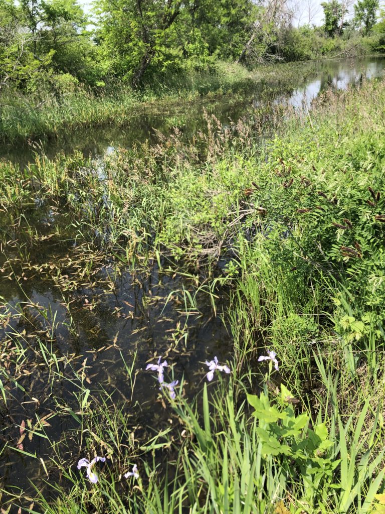 Oxbow wetland in Polk County