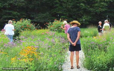 How a Pollinator Plan can Enrich Life in Ames