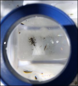 Mayfly larvae (nymph) under magnifying glass