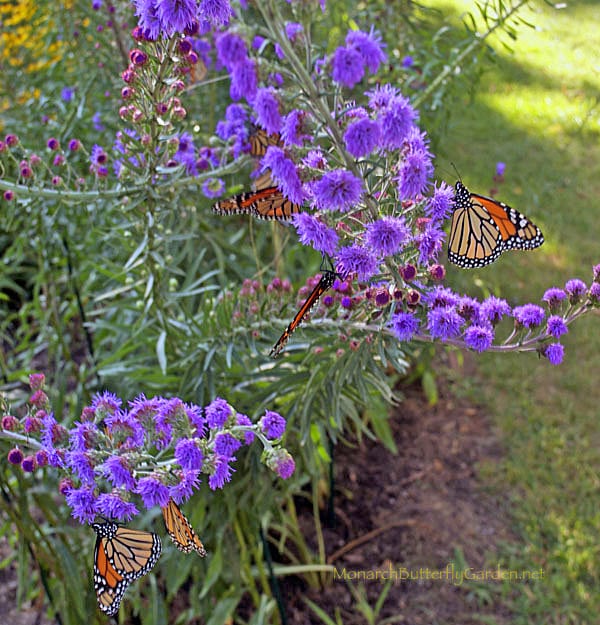 Monarchs on meadow blazingstar, photo credit Monarch Butterfly Garden
