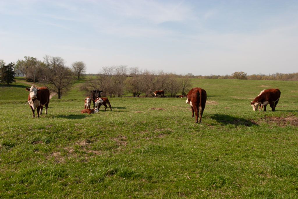 Cattle grazing in rotational pasture.