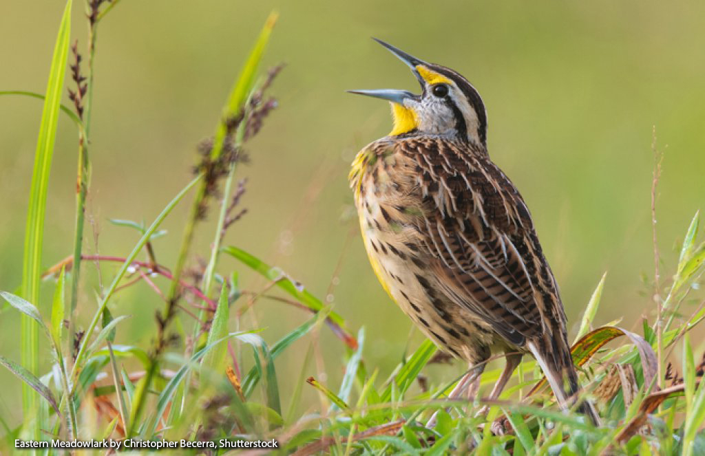 Tallgrass Prairie  – A Bird’s Eye View