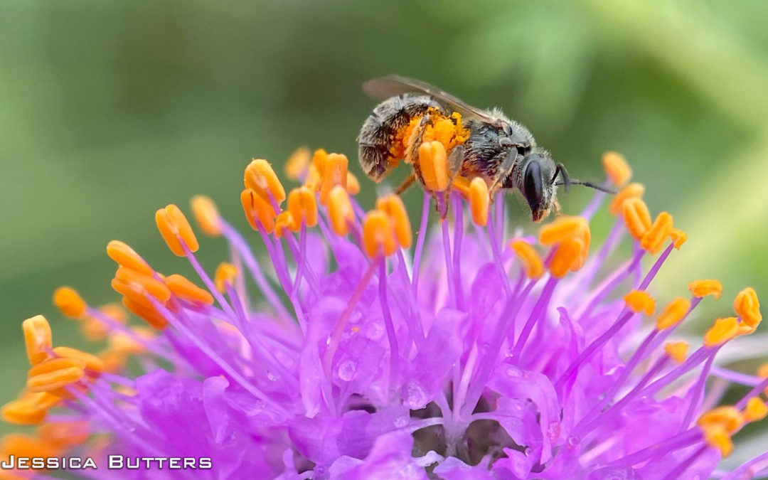 How to Start Caring About Pollinators: A Guide for Iowans