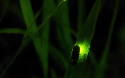 Glitter in Your Grass: The Secret Lives of Fireflies