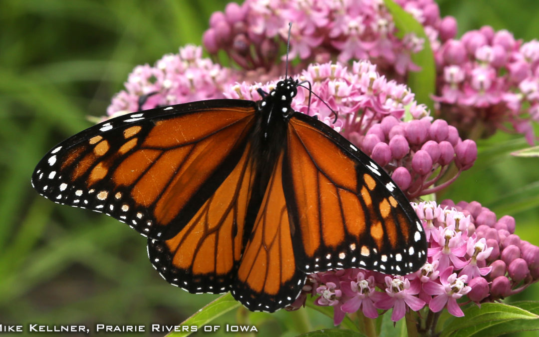 Tallgrass Prairie – A Butterfly’s View