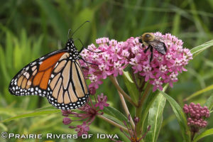 Monarch and Bumblebee on Swamp Milkweed at Tedesco Environmental Learning Corridor