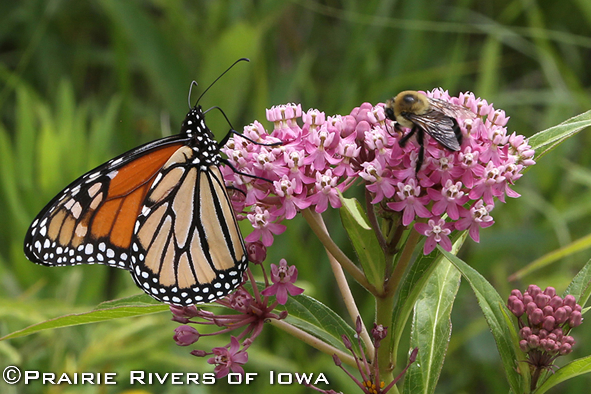 Monarch and Bumblebee on Swamp Milkweed at Tedesco Environmental Learning Corridor